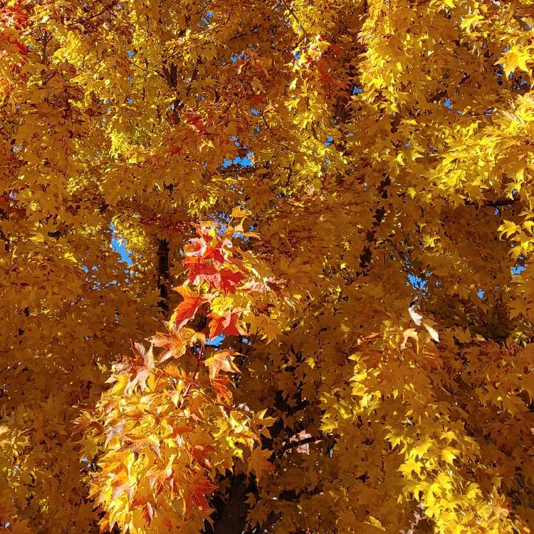 plant image 896538