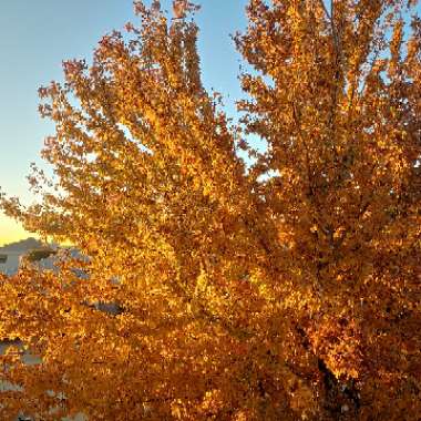 Acer