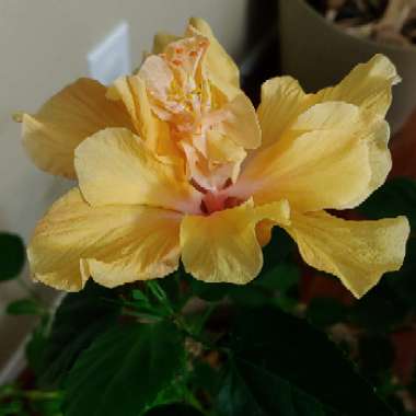 Hibiscus rosa-sinensis