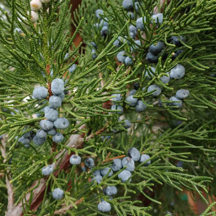 Plant image Juniperus virginiana