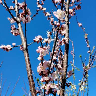 Prunus persica