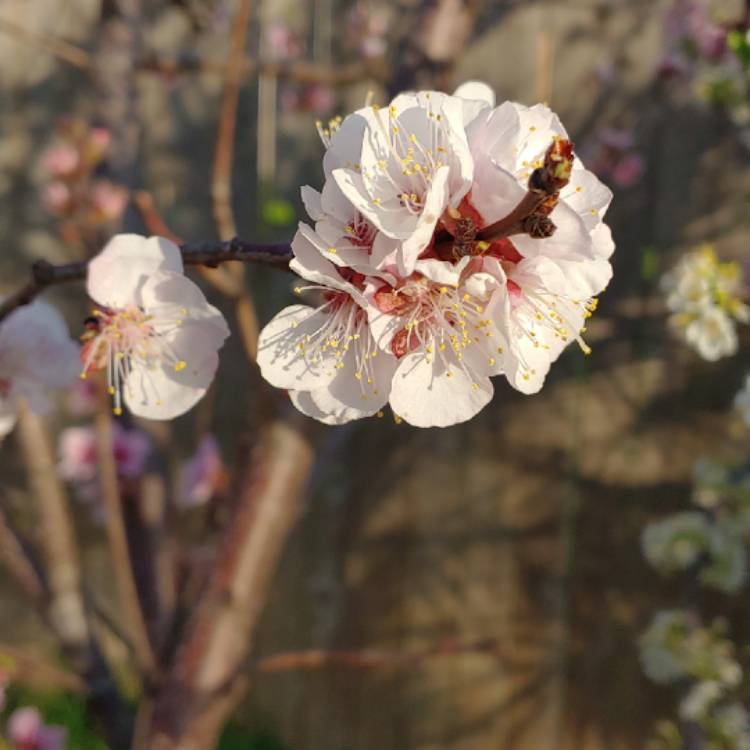 Plant image Prunus persica