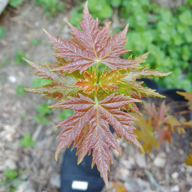 plant image 975972