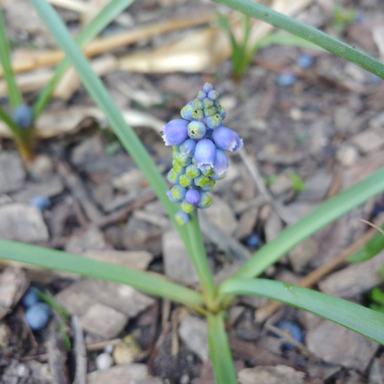 plant image 979135 plant image 979135