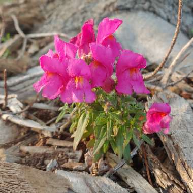 Chaenorhinum minus syn. Antirrhinum minus L.; Linaria minor