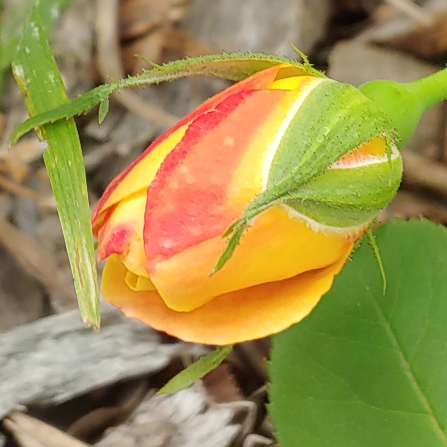 plant image 997233