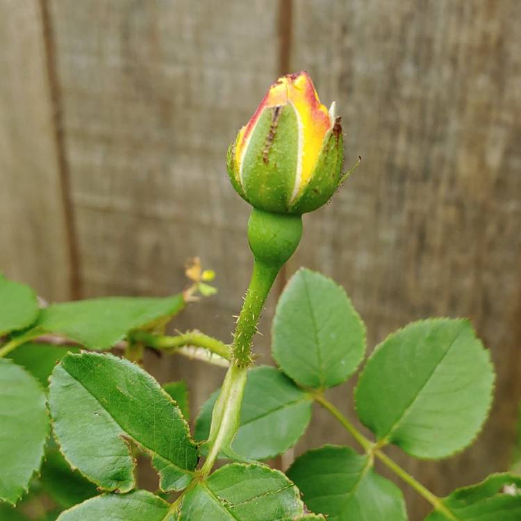 plant image 998217