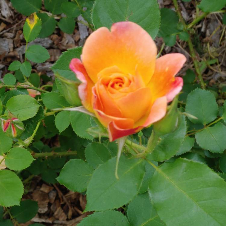 plant image 999833