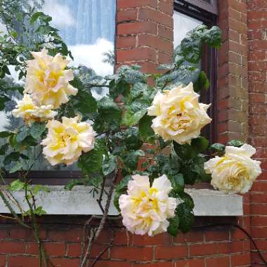Rosa 'Madame A. Meilland' syn. Rosa 'Peace', Rosa 'Gloria Dei', Rosa 'Gioia'