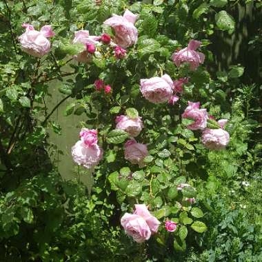 Rosa 'Spirit Of Freedom'