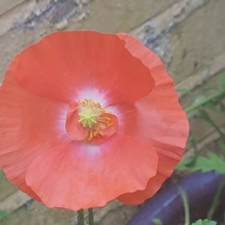 plant image 1081661