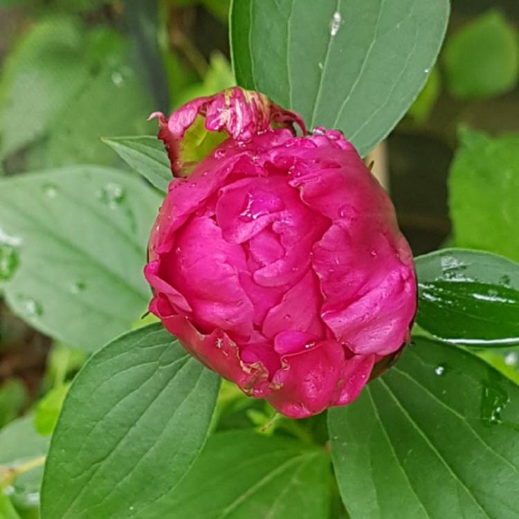 plant image 1082963