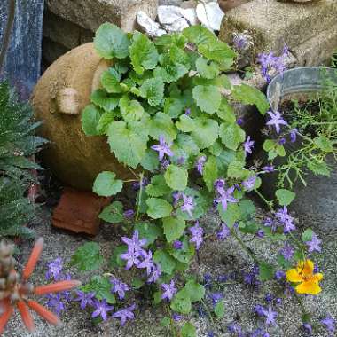 Campanula