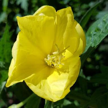 Oenothera biennissyn.Oenothera glabra syn.Oenothera odorata