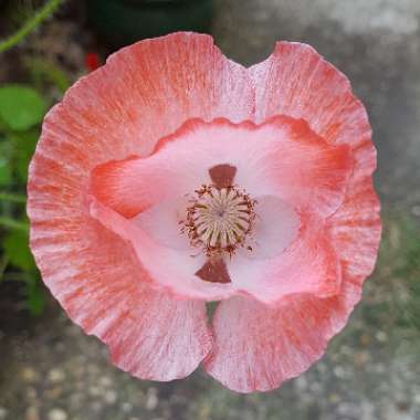 Papaver rhoeas