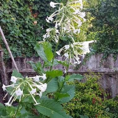 Nicotiana