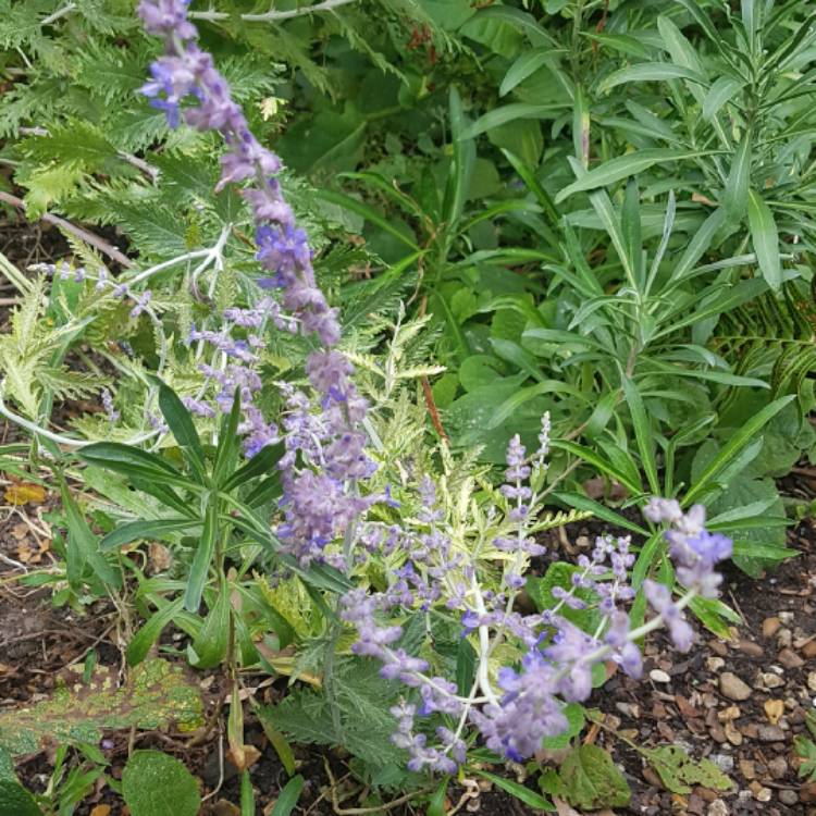 Plant image Salvia 'Blue Spire' syn. Perovskia 'Blue Spire'