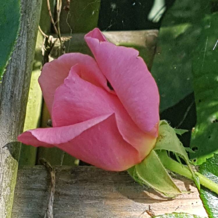 plant image 1154713