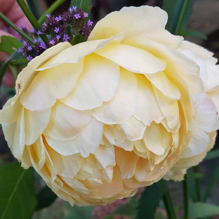 Plant image Rosa 'Golden Celebration'