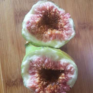 Ficus carica 'Brown Turkey'