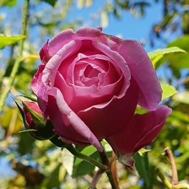 Rosa 'Spirit Of Freedom'