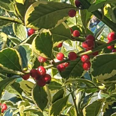 Ilex x altaclerensis 'Golden King'