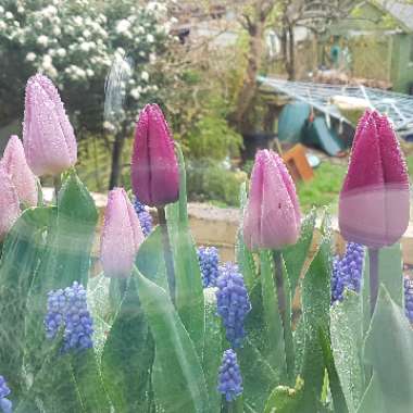 Muscari