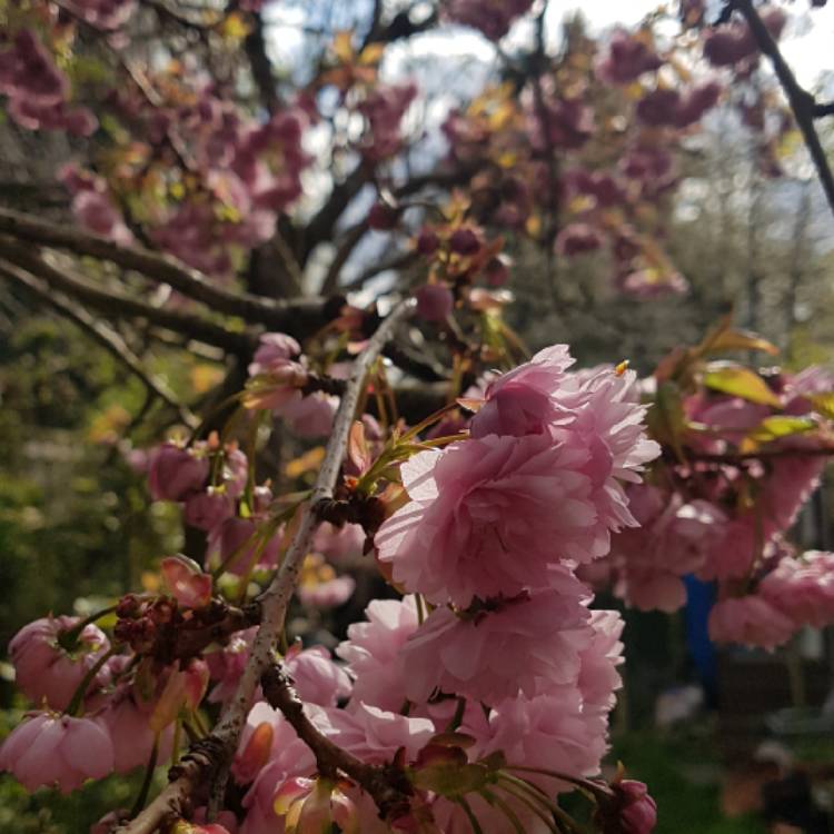 Plant image Prunus Serrulata 'Kiku-Shidare Zakura'