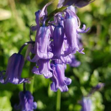 Hyacinthoides non-scripta