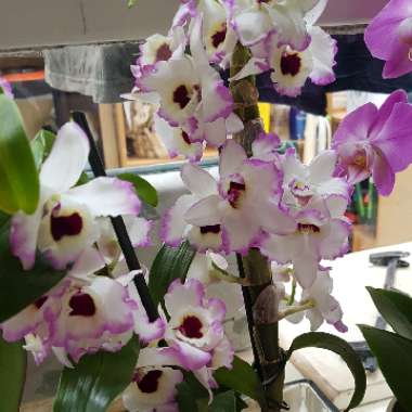 Dendrobium