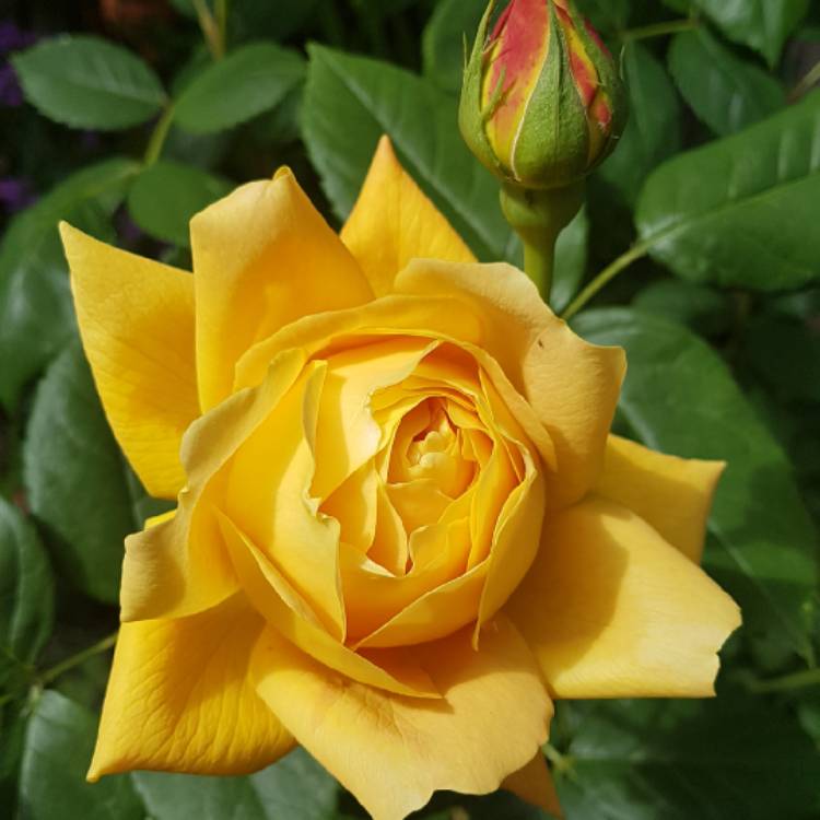 plant image 1284705 plant image 1284705