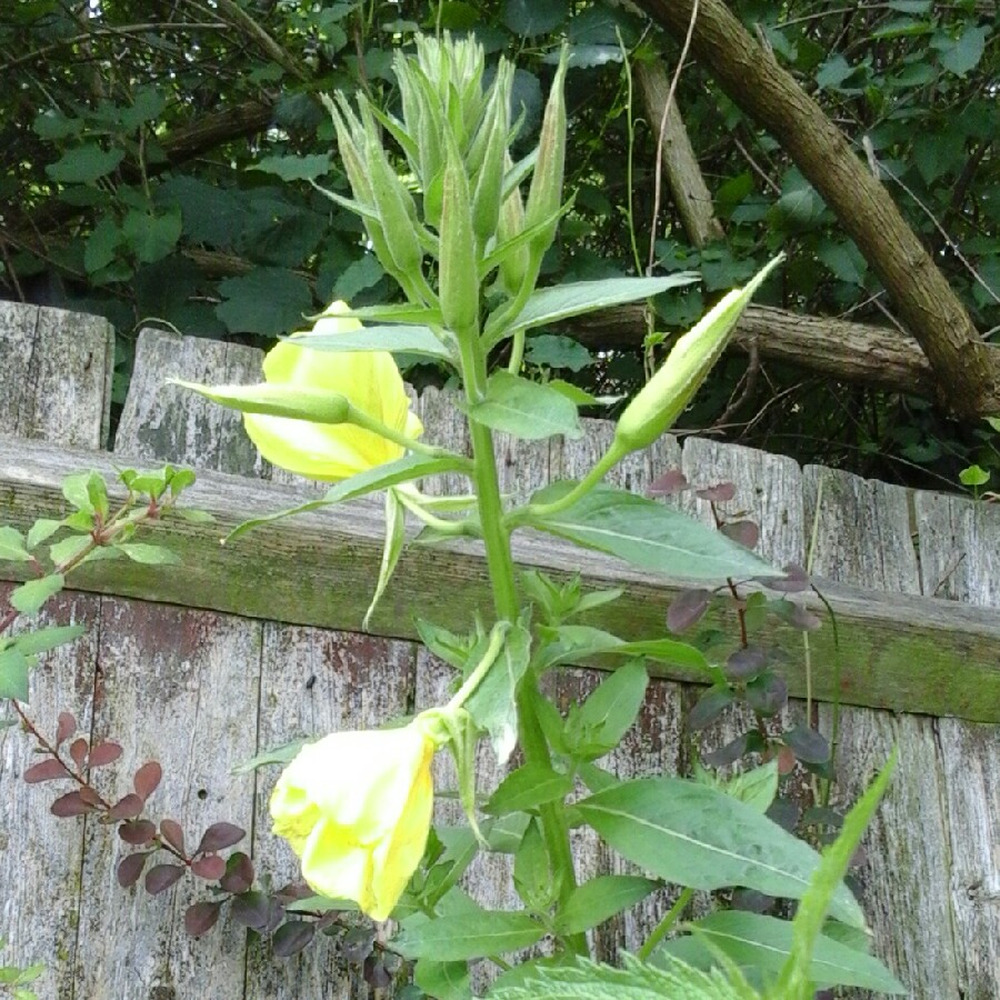 plant image 144389 plant image 144389