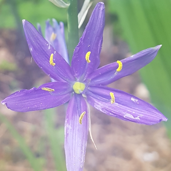 plant image 1481369