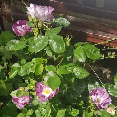 Rosa 'Blue For You' syn 'Pacific Dream'