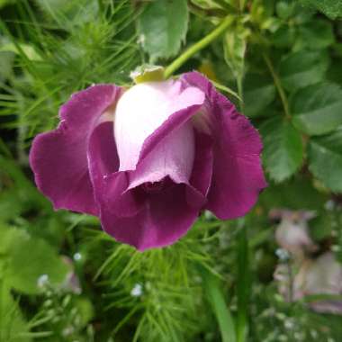 Rosa 'Blue For You' syn 'Pacific Dream'