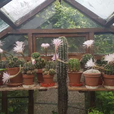 Echinopsis oxygona syn. Echinopsis eyriesii, Echinopsis multiplex, Echinopsis tubiflora