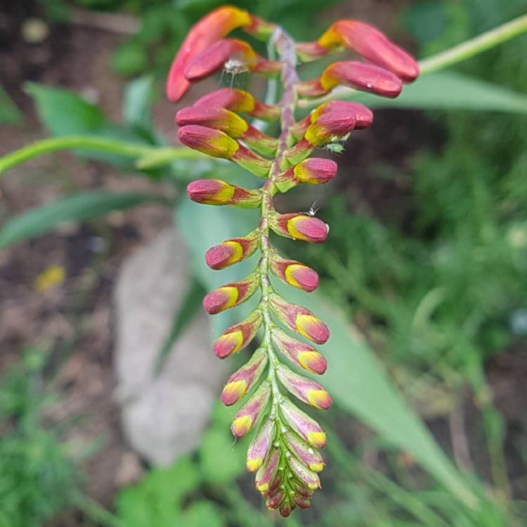 plant image 1509941 plant image 1509941