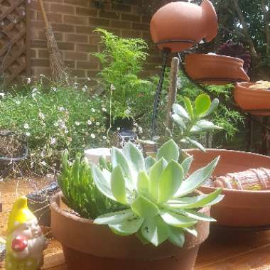 Echeveria