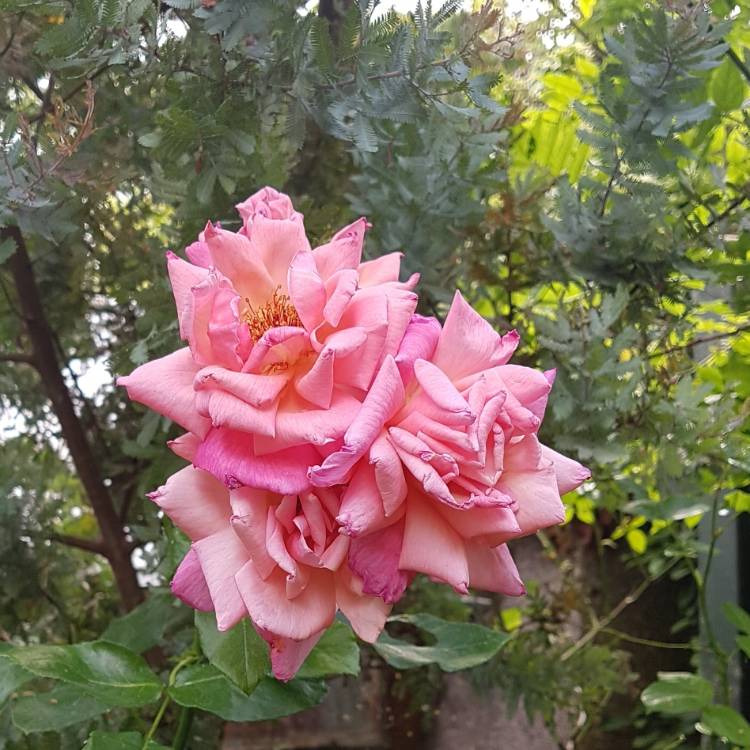 plant image 1521407
