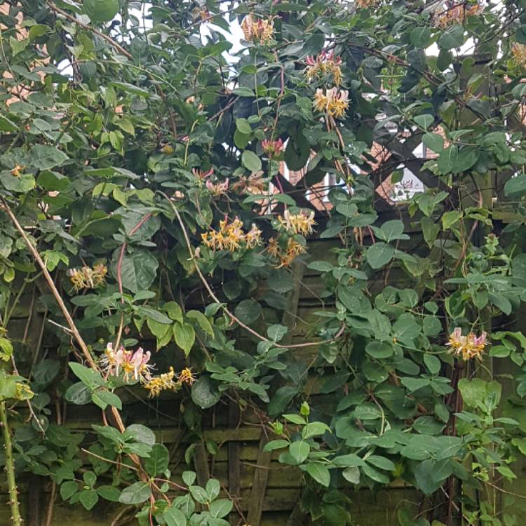 Plant image Lonicera periclymenum 'Belgica'