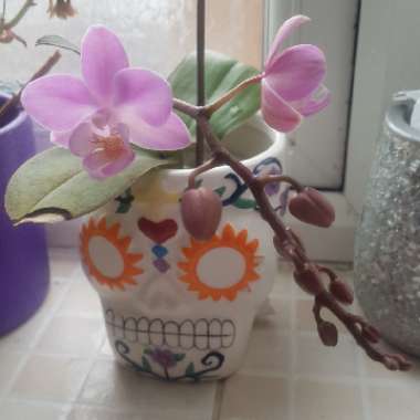 Phalaenopsis amabilis (Miniature)