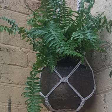 Polystichum Munitum