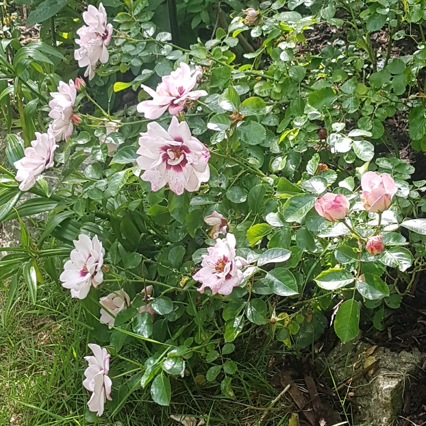 Plant image Rosa 'Albravo' syn. Rosa 'Angel Eyes'