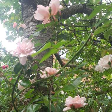 Rosa 'Albertine'