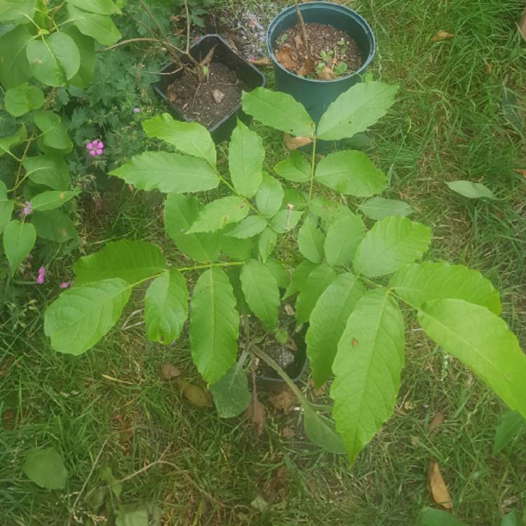 plant image 1608008 plant image 1608008