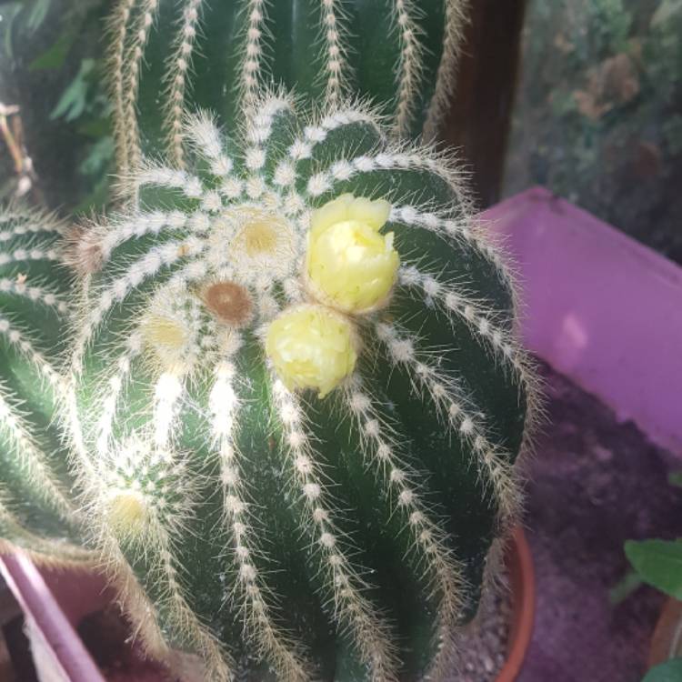 plant image 1623361
