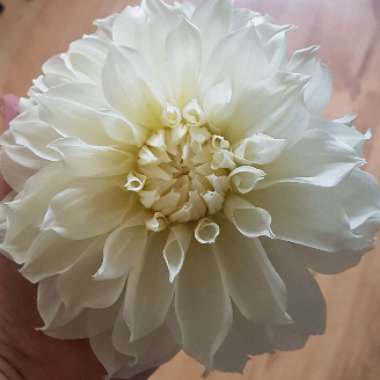 Dahlia 'Cafe au Lait'