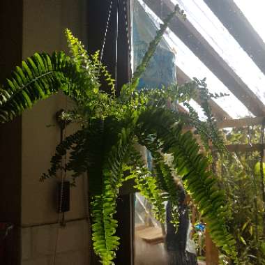 Nephrolepis exaltata