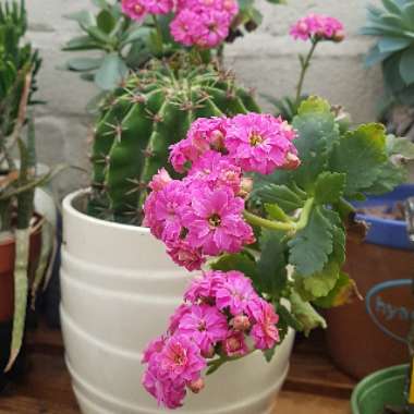 Kalanchoe