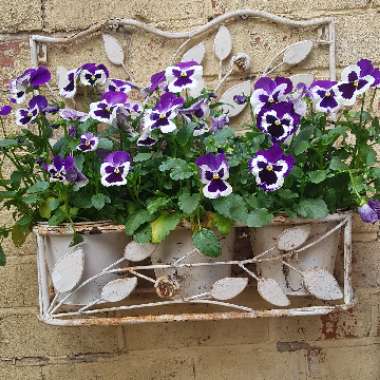 Pansy